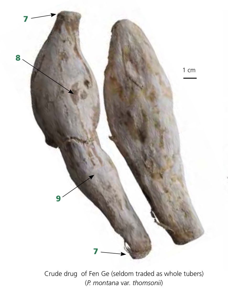 Dried kudzu root slices