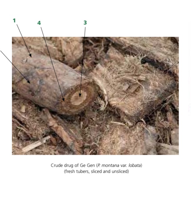 Pueraria lobata illustration